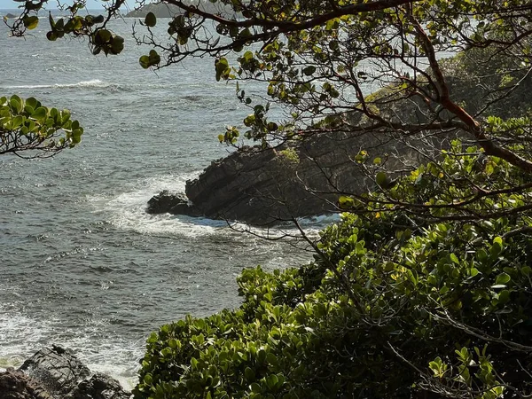 Vzdušný Výhled Stromy Skalnatém Pobřeží Karibiku — Stock fotografie