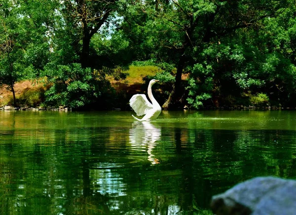 stock image A white swan swimming in water surrounded by dense trees