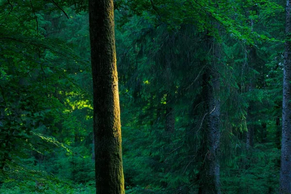 夏の日中は鬱蒼とした森の中で育つ緑の木 — ストック写真