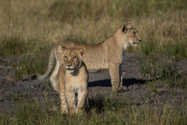 Kudretli Aslan avlanmaya hazır dişi aslanları izliyor.