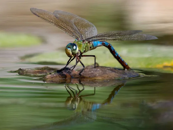 一只蜻蜓在湖中岩石上拍的宏观照片 — 图库照片