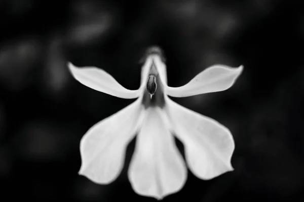 Gros Plan Une Fleur Orchidée Noël Noir Blanc — Photo