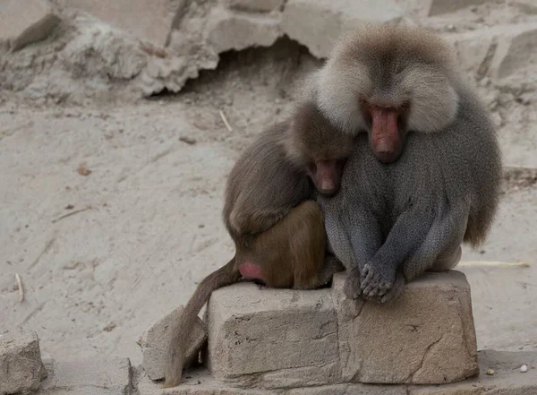 Closeup Shot Baboon Monkeys Zoo Day — Stock Photo, Image