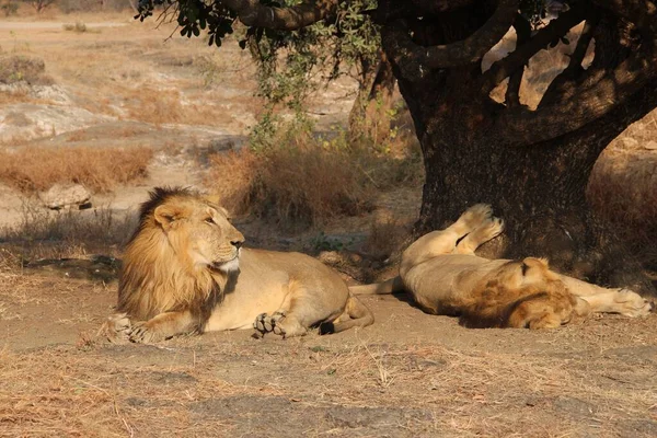 Une Vue Beaux Lions Relaxant Dans Champ Avec Herbe Sèche — Photo