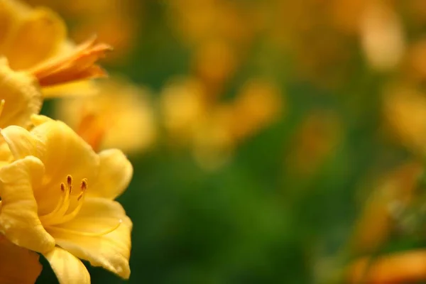 浅い焦点は 開花した庭で黄色のダリオンを撃ちました — ストック写真