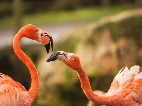 Closeup Shot Couple Cute Flamingos — Stock Photo, Image