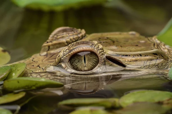조류가 연못에 뉴기니 Crocodylus Novaeguineae 반사되는 — 스톡 사진