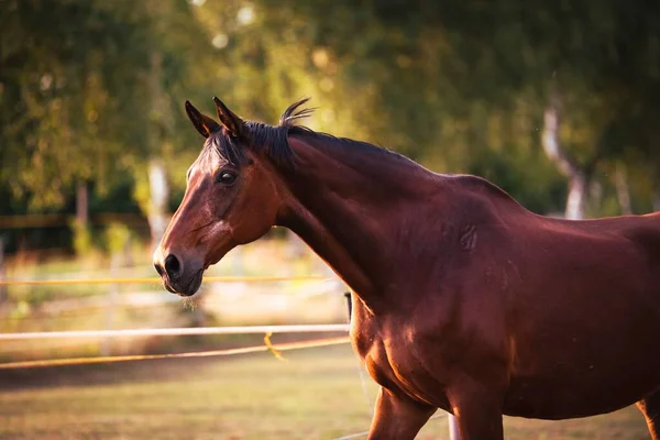 日落时在田野里拍到一匹棕色的马的特写 — 图库照片
