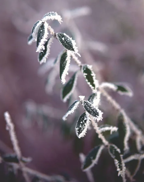 Pionowe Zbliżenie Gałęzi Rośliny Zielonymi Liśćmi Pokrytymi Zamarzniętym Śniegiem Wszystkich — Zdjęcie stockowe