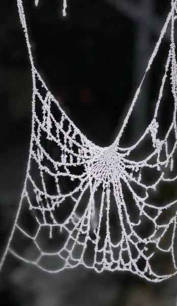 霜に覆われたクモの巣の選択的な焦点ショット — ストック写真