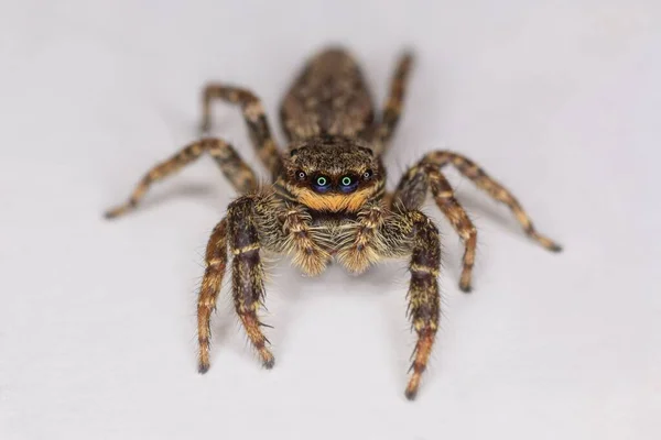 Makroaufnahme Einer Springenden Spinne Isoliert Auf Einer Weißen Oberfläche — Stockfoto