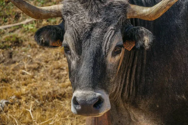 A closeup of a cute black bull in nature looking at a camera