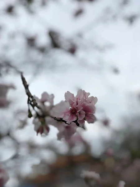 一株盛开的树枝的垂直特写 开着粉红白色的花 台湾真龙寺 — 图库照片