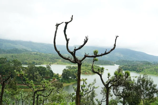 Sebuah Pohon Tandus Berdiri Dengan Danau Dan Bukit Latar Belakang — Stok Foto