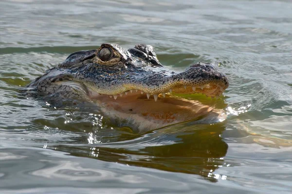 Skrämmande Alligator Som Kikar Från Dammens Vatten — Stockfoto