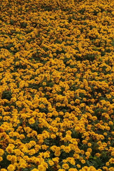 Parlak Bir Kadife Çiçeğinin Dikey Çekimi Tagetes — Stok fotoğraf