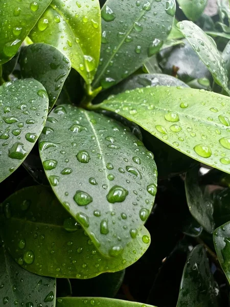 Eine Nahaufnahme Von Pflanzenblättern Mit Wassertropfen — Stockfoto