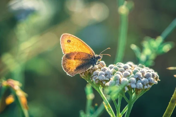 小蝴蝶在植物上的一种选择性的聚焦镜头 — 图库照片