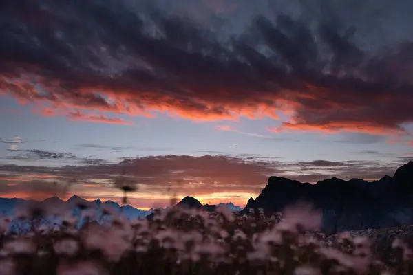 Eine Nahaufnahme Blühender Blumen Hintergrund Der Berge Bei Sonnenuntergang — Stockfoto