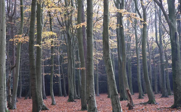 Uma Bela Paisagem Florestal Inglesa Sutton Park Birmingham Reino Unido — Fotografia de Stock