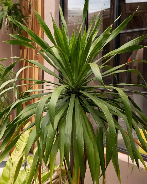 Eine Vertikale Aufnahme Einer Frischen Grünen Pflanze Mit Rustikalem Dekor — Stockfoto