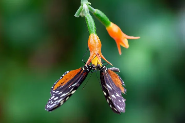 Couple Papillons Tithorea Sirotant Nectar Une Fleur Orange Tout Accrochant — Photo