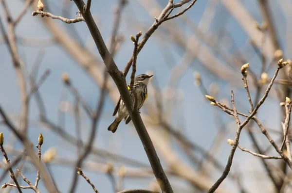 在阳光下 一只黄色皱巴巴的小莺栖息在一根木树枝上 风景如画 — 图库照片