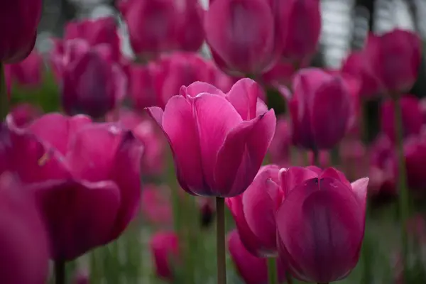 Piękny Widok Purpurowych Tulipanów Użytku Tle — Zdjęcie stockowe