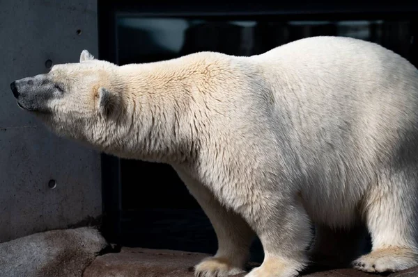 Gros Plan Bel Ours Polaire Blanc Mouillé Dans Zoo — Photo