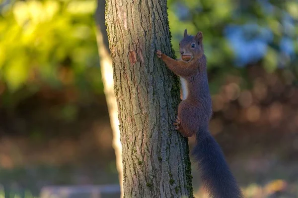 Closeup Red Squirrel Sciurus Vulgaris Climbing Tree — Stock Photo, Image