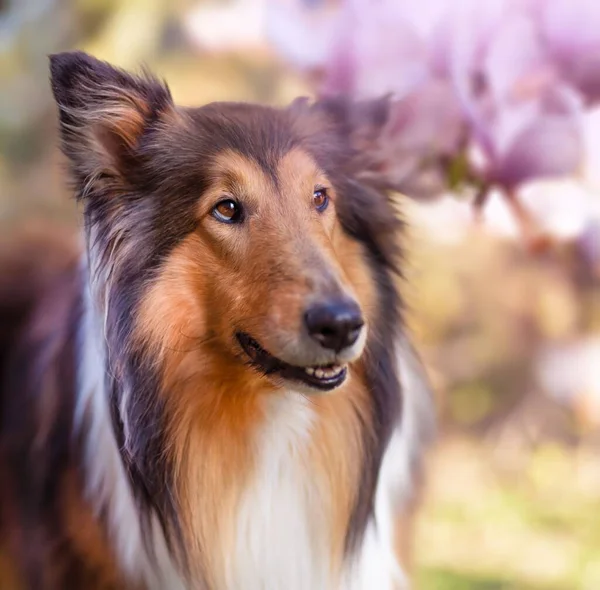 Cute Collie Dog Blooming Trees Blurred Background — Stock Photo, Image