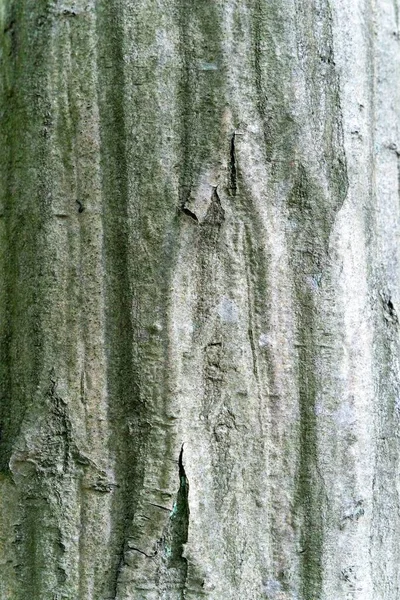 Толстая Текстура Ствола Дерева — стоковое фото