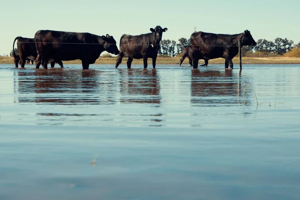 Eine Herde Kühe Überquert Eine Große Pfütze Wasser — Stockfoto