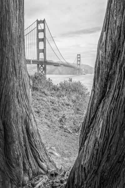 Вертикальный Снимок Моста Золотые Ворота Сан Франциско Сша Рамы Деревьев — стоковое фото