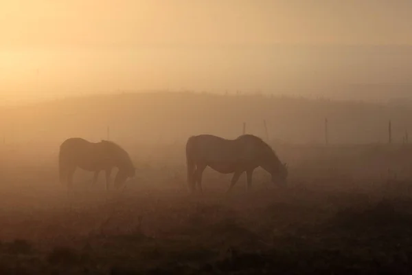 Ein Malerischer Blick Auf Zwei Pferde Die Bei Sonnenuntergang Nebel — Stockfoto