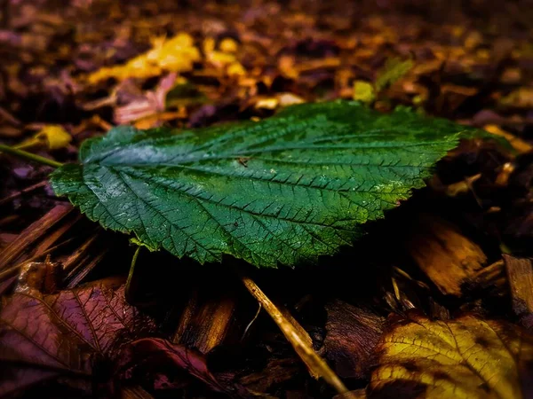 Zbliżenie Ujęcia Mokrego Zielonego Liścia Grzybów Leśnej Podłodze — Zdjęcie stockowe