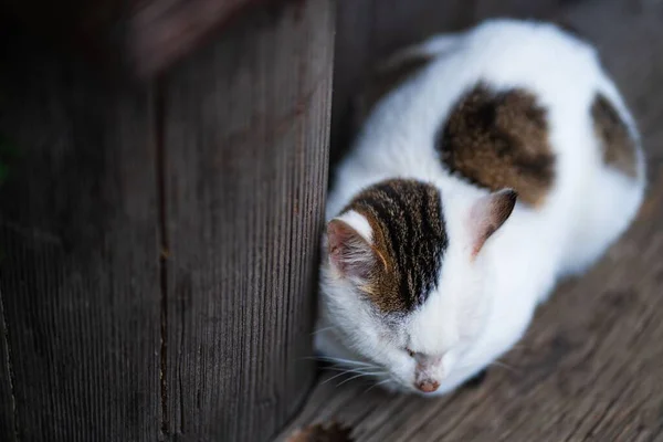 Симпатичный Белый Бездомный Кот Лежащий Деревянной Доске Хижины Размытом Фоне — стоковое фото