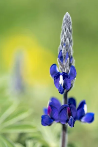 Eine Vertikale Nahaufnahme Blühender Fliederfarbener Blumen Und Knospen Auf Einem — Stockfoto