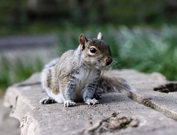 Eine Nahaufnahme Eines Niedlichen Eichhörnchens Auf Einem Felsen — Stockfoto