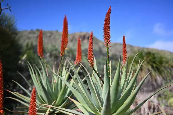 Yakın Planda Canlı Kırmızı Aloe Vera Çiçekleri — Stok fotoğraf