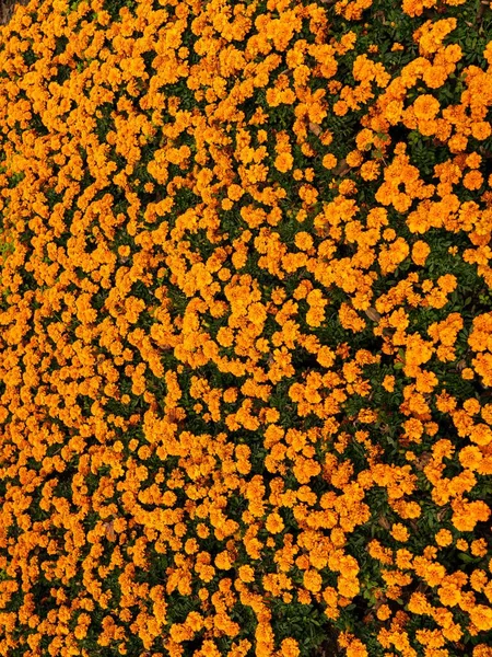 Pionowe Ujęcie Jasnego Pomarańczowego Pola Marigolds Tagetes — Zdjęcie stockowe