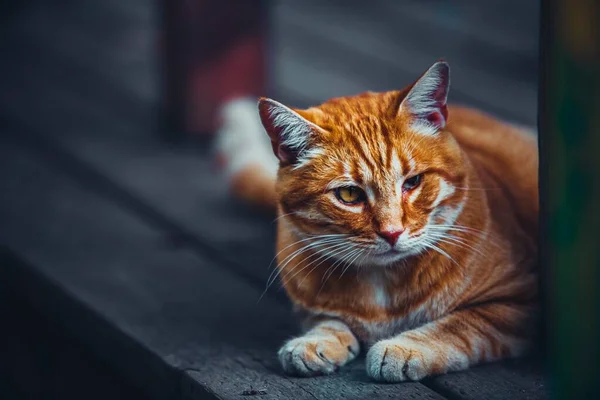 Неглибокий Фокус Знімок Чарівної Кішки Таббі Лежить Відкритому Повітрі — стокове фото