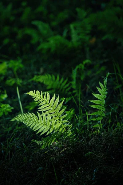 Вертикальний Знімок Зелених Рослин Папороті Лісі Під Час Денного Світла — стокове фото