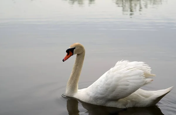 Uma Bela Vista Cisne Nadando Lago — Fotografia de Stock