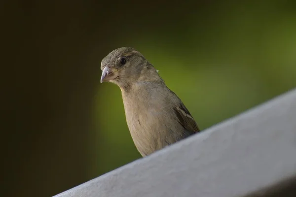 Sebuah Tembakan Closeup Dari Burung Pipit Kecil Yang Lucu Atas — Stok Foto