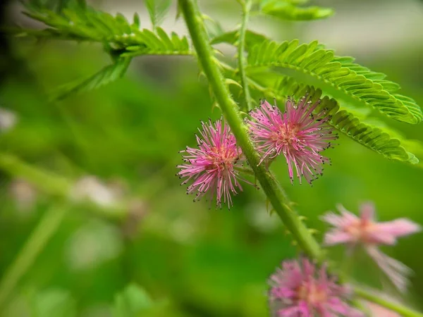 Primo Piano Mimosa Diplotricha Pianta Gigante Sensibile — Foto Stock