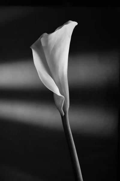 Une Échelle Gris Verticale Une Fleur Lis Arum Sur Fond — Photo