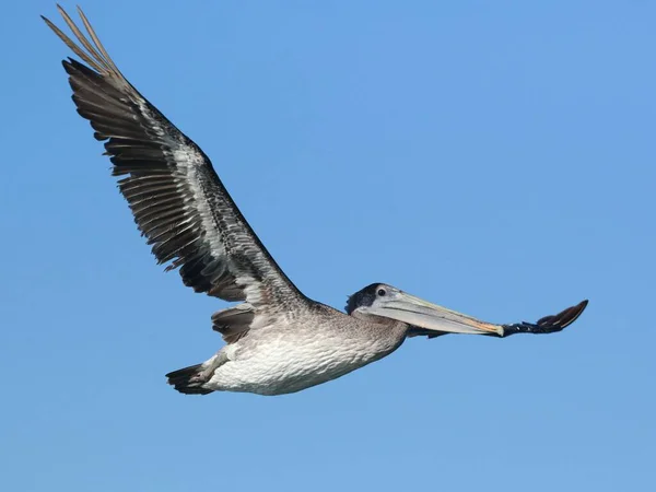 Пеликан Полете Против Голубого Неба — стоковое фото