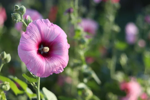 Closeup Shot Delicate Pink Hollyhock Flower Green Garden Background Sunny — Stock Photo, Image