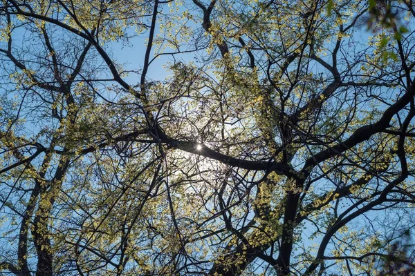 Низкоугольный Снимок Ветвей Деревьев Желтыми Листьями Сияющим Солнцем Голубым Небом — стоковое фото
